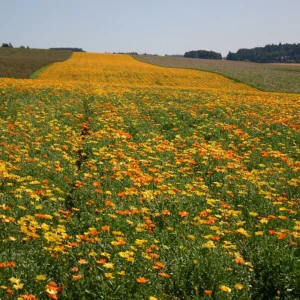 Africa Daisy Mix Seeds - Perennial Flower Seeds - 100 Seeds - Non-GMO - Image 16