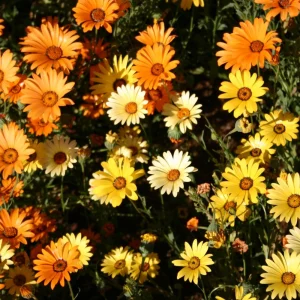 Africa Daisy Mix Seeds - Perennial Flower Seeds - 100 Seeds - Non-GMO - Image 18