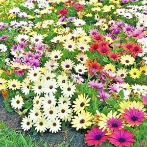 Africa Daisy Mix Seeds - Perennial Flower Seeds - 100 Seeds - Non-GMO - Image 2