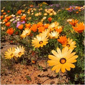 Africa Daisy Mix Seeds - Perennial Flower Seeds - 100 Seeds - Non-GMO - Image 4
