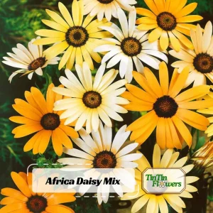 Africa Daisy Mix Seeds - Perennial Flower Seeds - 100 Seeds - Non-GMO - Image 5