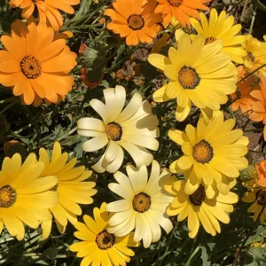 Africa Daisy Mix Seeds - Perennial Flower Seeds - 100 Seeds - Non-GMO - Image 6
