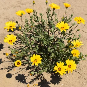 Africa Daisy Mix Seeds - Perennial Flower Seeds - 100 Seeds - Non-GMO - Image 7