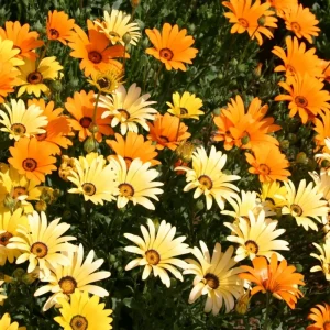 Africa Daisy Mix Seeds - Perennial Flower Seeds - 100 Seeds - Non-GMO - Image 8