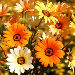 Africa Daisy Mix Seeds - Perennial Flower Seeds - 100 Seeds - Non-GMO - Image 9