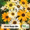Africa Daisy Mix Seeds - Perennial Flower Seeds - 100 Seeds - Non-GMO - Image 1