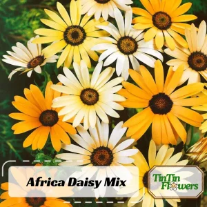 Africa Daisy Mix Seeds - Perennial Flower Seeds - 100 Seeds - Non-GMO - Image 1