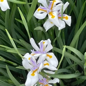 African White Iris Live Plant – Set of 2 – 4 Inch Pots – Outdoor Perennial - Image 2