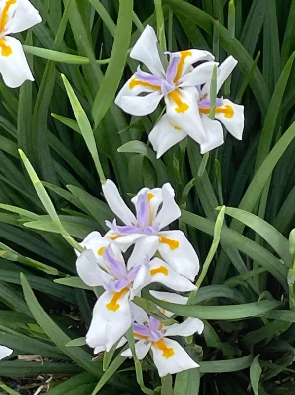 African White Iris Live Plant – Set of 2 – 4 Inch Pots – Outdoor Perennial - Image 2