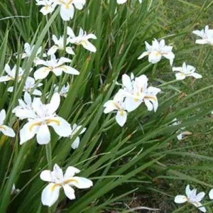 African White Iris Live Plant – Set of 2 – 4 Inch Pots – Outdoor Perennial - Image 3