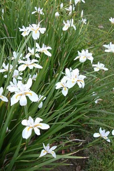 African White Iris Live Plant – Set of 2 – 4 Inch Pots – Outdoor Perennial - Image 3