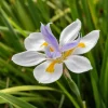African White Iris Live Plant – Set of 2 – 4 Inch Pots – Outdoor Perennial - Image 1