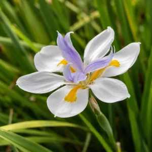 African White Iris Live Plant – Set of 2 – 4 Inch Pots – Outdoor Perennial - Image 1