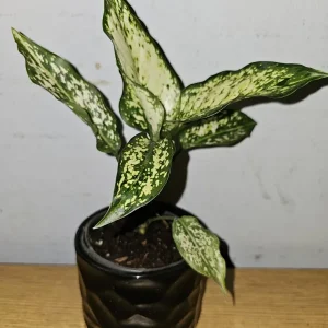 Aglaonema First Diamond Live Plant – Chinese Evergreen Houseplant – 4 inch Pot - Image 2