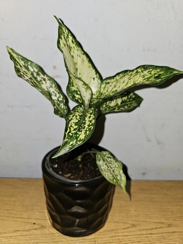 Aglaonema First Diamond Live Plant – Chinese Evergreen Houseplant – 4 inch Pot - Image 2