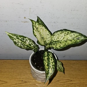 Aglaonema First Diamond Live Plant – Chinese Evergreen Houseplant – 4 inch Pot - Image 3