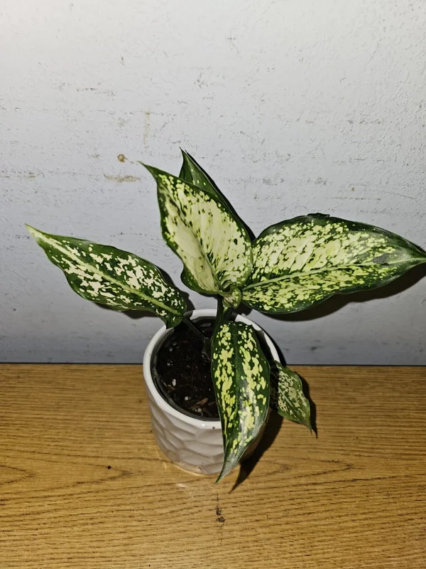 Aglaonema First Diamond Live Plant – Chinese Evergreen Houseplant – 4 inch Pot - Image 3
