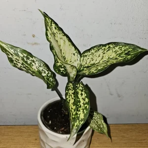 Aglaonema First Diamond Live Plant – Chinese Evergreen Houseplant – 4 inch Pot - Image 4