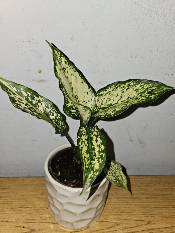 Aglaonema First Diamond Live Plant – Chinese Evergreen Houseplant – 4 inch Pot - Image 4