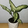 Aglaonema First Diamond Live Plant – Chinese Evergreen Houseplant – 4 inch Pot - Image 1