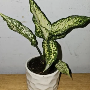 Aglaonema First Diamond Live Plant – Chinese Evergreen Houseplant – 4 inch Pot - Image 1