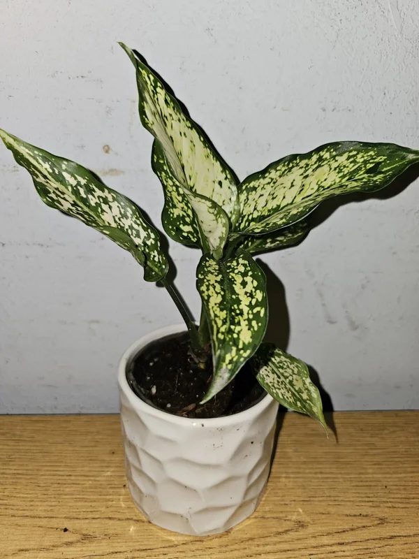 Aglaonema First Diamond Live Plant – Chinese Evergreen Houseplant – 4 inch Pot - Image 1