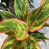 Aglaonema Siam Chinese Evergreen Live Plant - 7" Tall Houseplant - Image 1