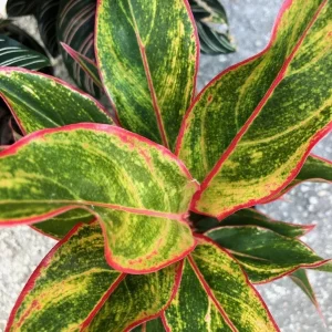 Aglaonema Siam Chinese Evergreen Live Plant - 7" Tall Houseplant - Image 1