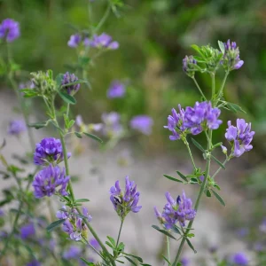 Alfalfa Cover Crop Seeds – Nitrogen Fixing Green Manure – 20 Seeds - Image 10