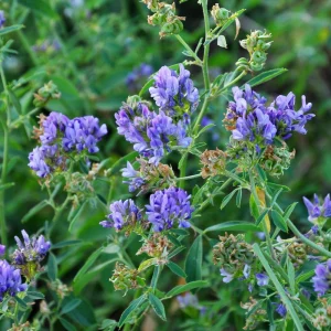 Alfalfa Cover Crop Seeds – Nitrogen Fixing Green Manure – 20 Seeds - Image 11