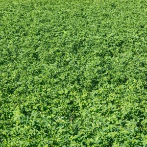 Alfalfa Cover Crop Seeds – Nitrogen Fixing Green Manure – 20 Seeds - Image 12