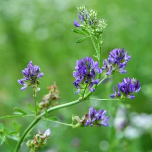 Alfalfa Cover Crop Seeds – Nitrogen Fixing Green Manure – 20 Seeds - Image 13