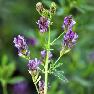 Alfalfa Cover Crop Seeds – Nitrogen Fixing Green Manure – 20 Seeds - Image 14