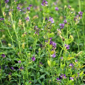 Alfalfa Cover Crop Seeds – Nitrogen Fixing Green Manure – 20 Seeds - Image 15
