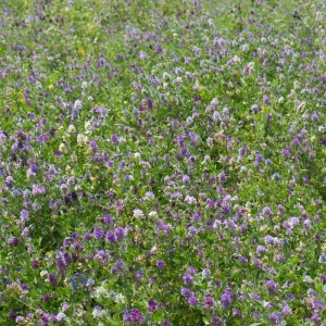 Alfalfa Cover Crop Seeds – Nitrogen Fixing Green Manure – 20 Seeds - Image 2