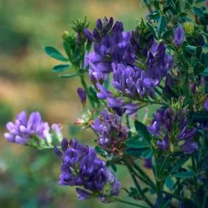 Alfalfa Cover Crop Seeds – Nitrogen Fixing Green Manure – 20 Seeds - Image 3
