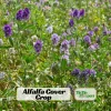 Alfalfa Cover Crop Seeds – Nitrogen Fixing Green Manure – 20 Seeds - Image 1