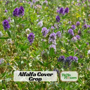 Alfalfa Cover Crop Seeds – Nitrogen Fixing Green Manure – 20 Seeds - Image 1