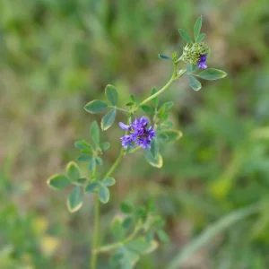 Alfalfa Cover Crop Seeds – Nitrogen Fixing Green Manure – 20 Seeds - Image 4