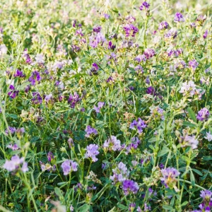 Alfalfa Cover Crop Seeds – Nitrogen Fixing Green Manure – 20 Seeds - Image 5