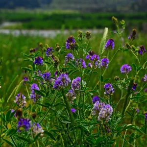 Alfalfa Cover Crop Seeds – Nitrogen Fixing Green Manure – 20 Seeds - Image 6