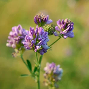 Alfalfa Cover Crop Seeds – Nitrogen Fixing Green Manure – 20 Seeds - Image 7