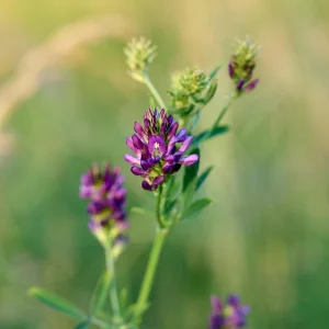 Alfalfa Cover Crop Seeds – Nitrogen Fixing Green Manure – 20 Seeds - Image 8