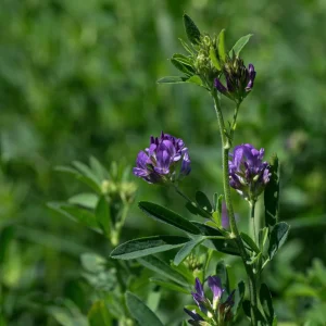 Alfalfa Cover Crop Seeds – Nitrogen Fixing Green Manure – 20 Seeds - Image 9