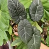 Alocasia Green Maharani Live Plant – 3.25in Pot – Indoor Houseplant - Image 1