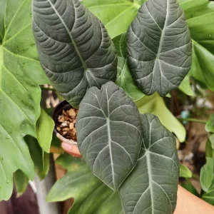 Alocasia Green Maharani Live Plant – 3.25in Pot – Indoor Houseplant - Image 1