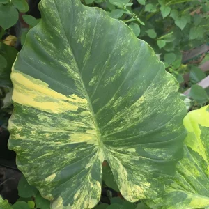 Alocasia Odora Gageana Aurea Variegated Live Plant 4