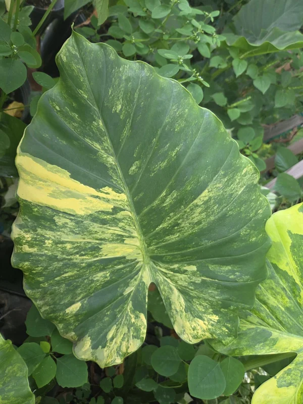 Alocasia Odora Gageana Aurea Variegated Live Plant 4" Pot Indoor/Outdoor - Image 2