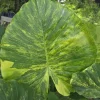 Alocasia Odora Gageana Aurea Variegated Live Plant 4" Pot Indoor/Outdoor - Image 1