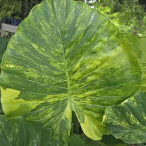 Alocasia Odora Gageana Aurea Variegated Live Plant 4
